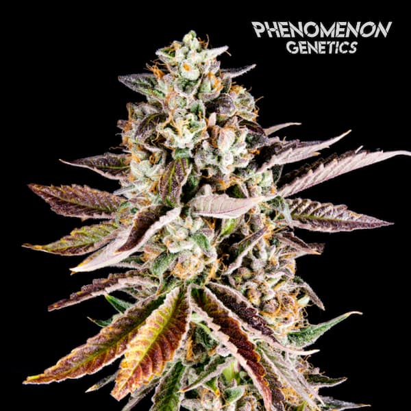 Forbidden Starz > Phenomenon Genetics | Feminized Cannabis   |  Indica